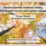 Recent Scientific Evidence Linking Old-growth Forests With Carbon Uptake